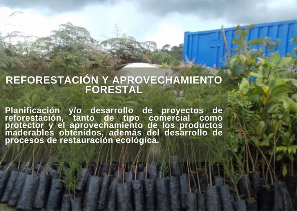 Planificación y/o desarrollo de proyectos de reforestación, tanto de tipo comercial como protector y el aprovechamiento de los productos maderables obtenidos, además del desarrollo de procesos de restauración ecológica.